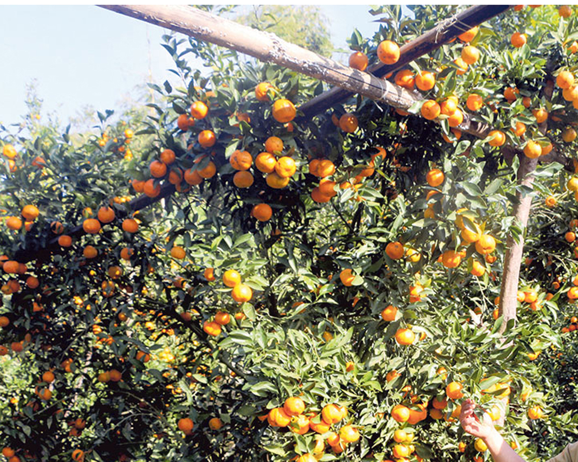 yemkumar orange 1DUjwEln6U