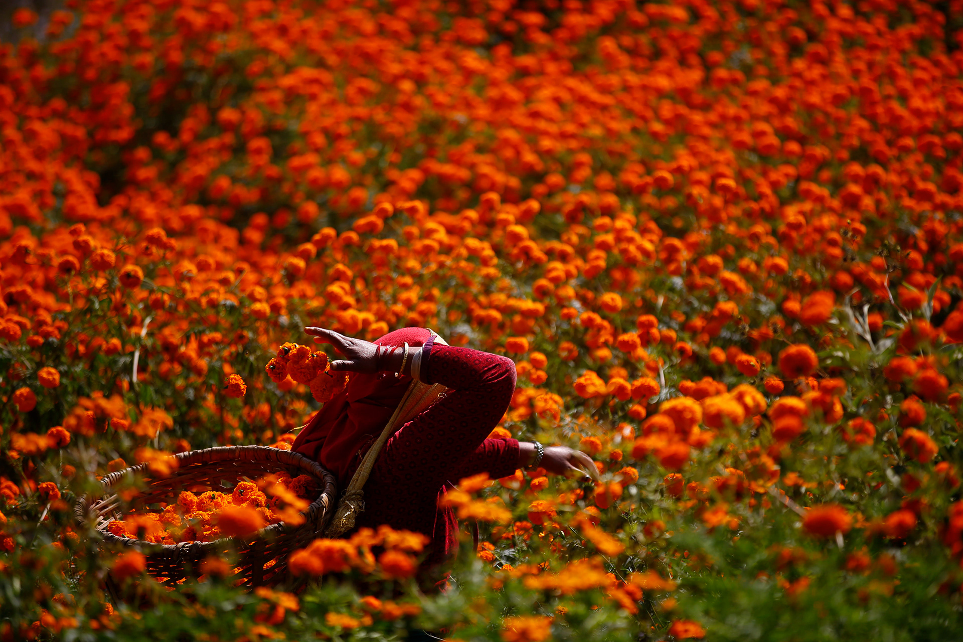 957b1372180521.5bdf1193c3cfa