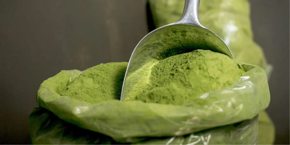 मोरिंगा